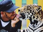 Льюис Хэмилтон общается с хищным зверем в мексиканском фонде Black Jaguar - White Tiger